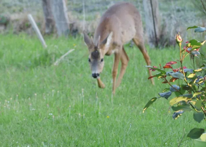 Du Houssay Varennes (Yonne)